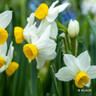 Species Narcissi 'Canaliculatus' - PACK of 12 bulbs