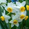 Species Narcissi 'Canaliculatus' - PACK of 12 bulbs