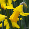 Species Narcissi 'February Gold'