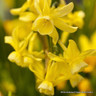 'Hawera' Species Narcissi BULK - 100 or 250 Bulbs