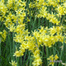 Species Narcissi 'Hawera'
