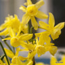 Species Narcissi 'Hawera'