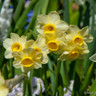 Species Narcissi 'Minnow'