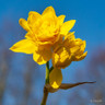 Species Narcissi 'Pencrebar' - PACK of 9 bulbs