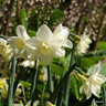 Species Narcissi 'Pueblo' - PACK of 10 bulbs