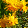 Species Narcissi 'Rip Van Winkle' - PACK of 10 bulbs