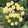 Species Narcissi 'Sun Disc' - PACK of 13 bulbs