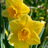 Species Narcissi 'Sweetness' - PACK of 13 bulbs