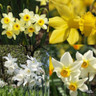 Species Narcissi 'Mixed' BULK - 100 or 250 bulbs