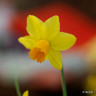 Species Narcissi 'Jetfire'