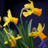 Species Narcissi 'Jetfire'