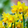 Species Narcissi ' Tete a Tete' - PACK of 20 bulbs