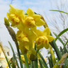 Double Daffodil 'Yellow Cheerfulness' - 1.5kg