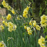 Double Daffodil 'Yellow Cheerfulness' - 1.5kg