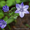 Brodiaea 'Queen Fabiola'