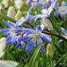 Chionodoxa forbesii - PACK of 24 bulbs