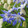 Chionodoxa forbesii