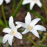 Chionodoxa luciliae 'Alba'
