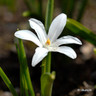 Chionodoxa luciliae 'Alba'