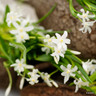 Chionodoxa luciliae 'Alba'