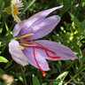 Crocus (autumn-flowering) 'Sativus' - PACK of 11 bulbs