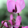 Cyclamen cilicicum - PACK of 2 corms