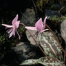 Erythronium dens canis BULK - 25 or 50 bulbs