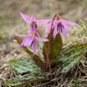Erythronium dens canis - PACK of 2 bulbs