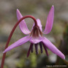 Erythronium dens canis - PACK of 2 bulbs