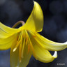 Erythronium 'Pagoda' - PACK of 2 bulbs