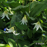 Erythronium 'White Beauty' - PACK of 2 bulbs