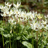 Erythronium 'White Beauty' - PACK of 2 bulbs