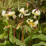 Erythronium 'White Beauty' - PACK of 2 bulbs