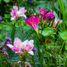 Freesia double mixed - PACK of 12 bulbs