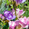 Freesia double mixed - PACK of 12 bulbs