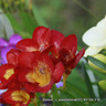 Freesia single mixed - PACK of 13 bulbs
