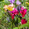 Freesia single mixed