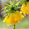 Fritillaria (Crown Imperial) 'Lutea' BULK - 25 or 50 bulbs