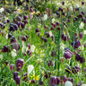 Fritillaria meleagris Mixed