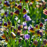 Fritillaria michailovkyi