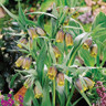 Fritillaria uva vulpis - PACK of 20 bulbs