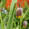 Fritillaria uva vulpis - PACK of 16 bulbs
