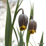 Fritillaria uva vulpis - PACK of 16 bulbs