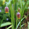 Fritillaria uva vulpis - PACK of 16 bulbs
