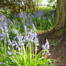 Hyacinthoides non sciptus (English Bluebells) - PACK of 4 bulbs