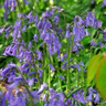 Hyacinthoides non sciptus (English Bluebells)