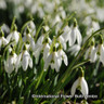 Galanthus nivalis (Single Snowdrops) BULK - 100 or 250 Bulbs