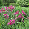 Gladioli byzantinus - BULK 100 or 250 bulbs