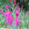 Gladioli byzantinus