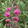 Gladioli byzantinus